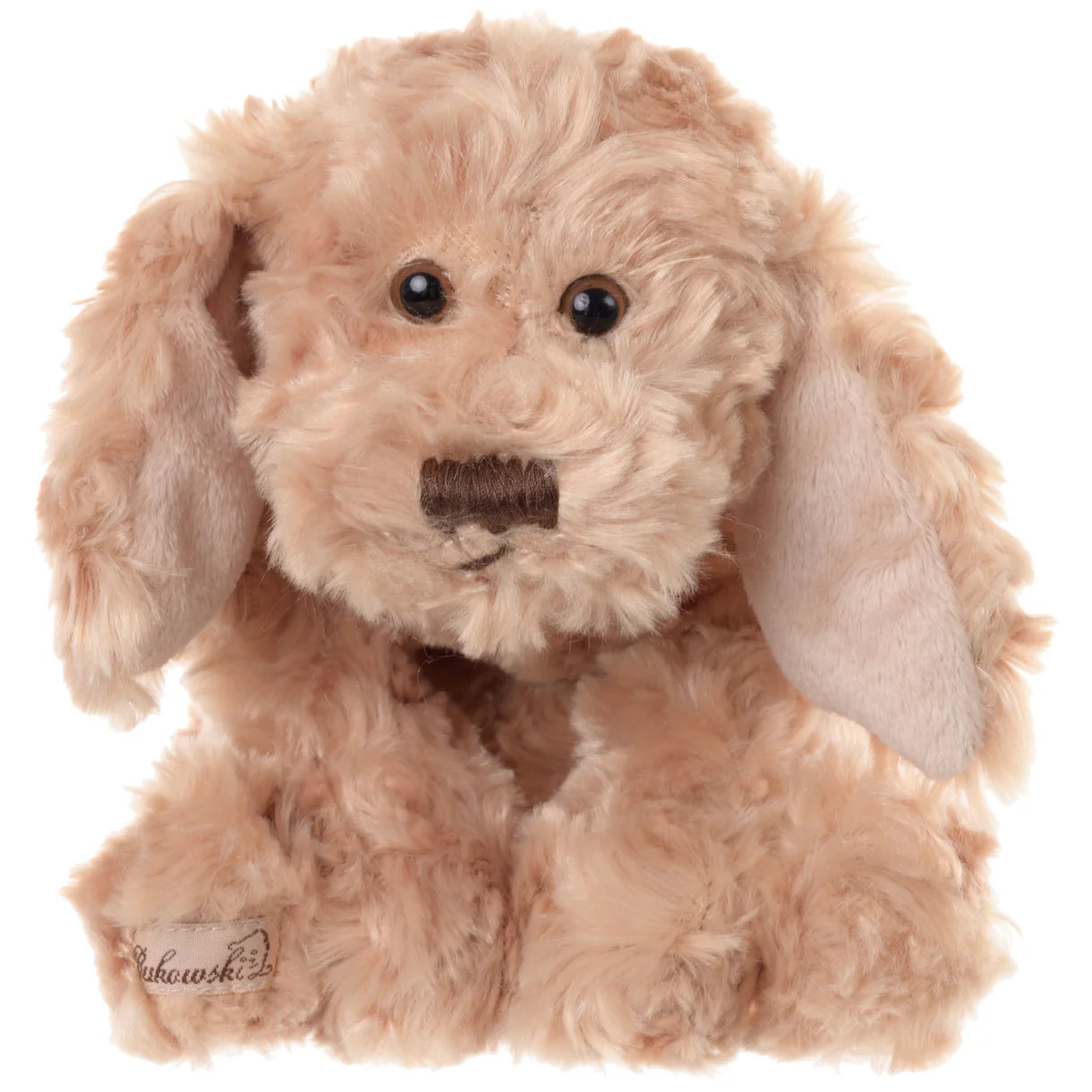 Buddy - Small dog